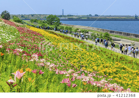 舞洲ゆり園 舞洲ゆり園 41212368