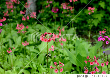 クリンソウ 41212495