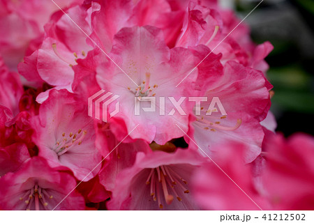 シャクナゲ シャクナゲ 41212502