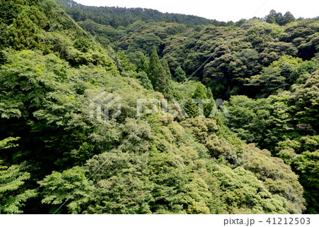 ジャングル ジャングル 41212503