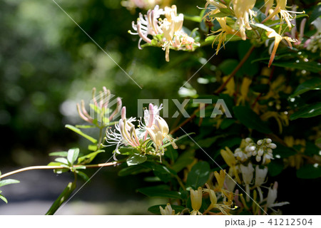 スイカズラ 41212504