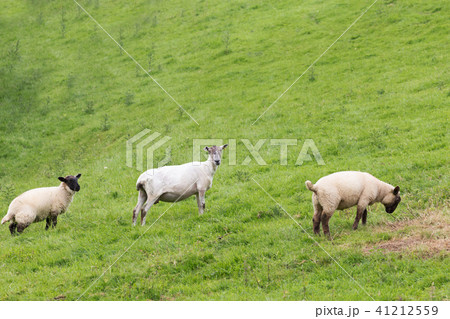 landscape with sheep, lambs, ram green grass 41212559