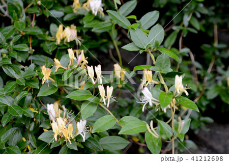 スイカズラ 41212698