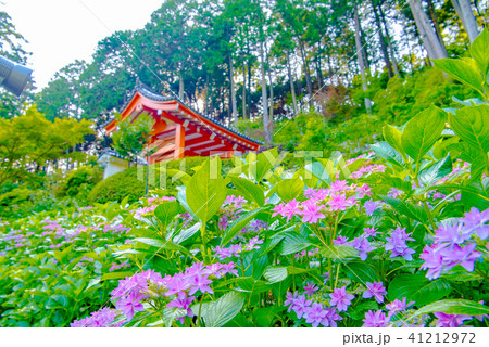 三室戸寺の紫陽花 三室戸寺の紫陽花 41212972