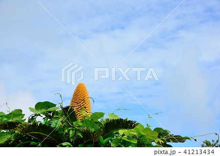 夏のイメージ~空 3 夏のイメージ~空 3 41213434