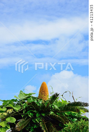 夏のイメージ~空 4 夏のイメージ~空 4 41213435