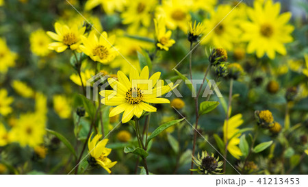 Common Ragwort Senecio jacobaea - beautiful yellow flower closeup macro 41213453