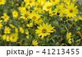 Common Ragwort Senecio jacobaea - beautiful yellow flower closeup macro 41213455