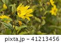 Common Ragwort Senecio jacobaea - beautiful yellow flower closeup macro 41213456