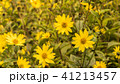 Common Ragwort Senecio jacobaea - beautiful yellow flower closeup macro 41213457