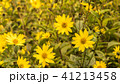 Common Ragwort Senecio jacobaea - beautiful yellow flower closeup macro 41213458