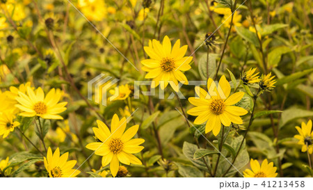 Common Ragwort Senecio jacobaea - beautiful yellow flower closeup macro 41213458