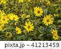 Common Ragwort Senecio jacobaea - beautiful yellow flower closeup macro 41213459