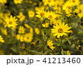 Common Ragwort Senecio jacobaea - beautiful yellow flower closeup macro 41213460