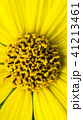 Common Ragwort Senecio jacobaea - beautiful yellow flower closeup macro 41213461