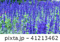 Lavender field, close up of lavdender violet stem. 41213462