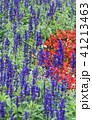 Lavender field, close up of lavdender violet stem. 41213463