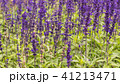 Lavender field, close up of lavdender violet stem. 41213471