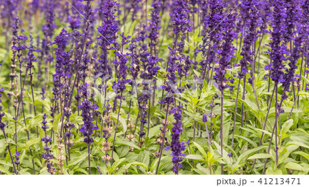 Lavender field, close up of lavdender violet stem. 41213471