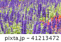 Lavender field, close up of lavdender violet stem. 41213472