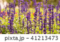 Lavender field, close up of lavdender violet stem. 41213473