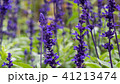 Lavender field, close up of lavdender violet stem. 41213474