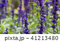 Lavender field, close up of lavdender violet stem. 41213480