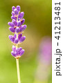 close up of lavdender violet stem. 41213481