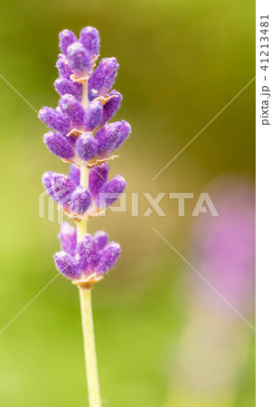 close up of lavdender violet stem. close up of lavdender violet stem. 41213481