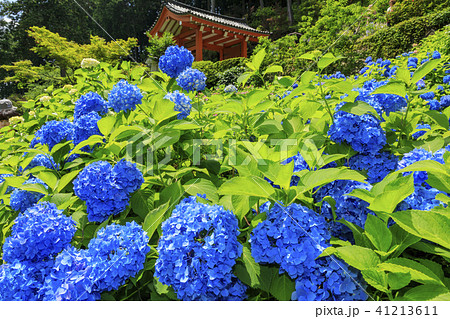 あじさいの三室戸寺 あじさいの三室戸寺 41213611