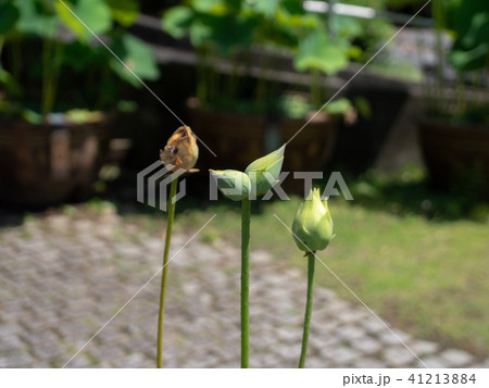 【静岡県・伊豆の国市】珍しい双頭蓮のつぼみ【植物・蓮】 41213884