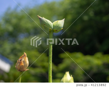 【静岡県・伊豆の国市】珍しい双頭蓮のつぼみ【植物・蓮】 41213892