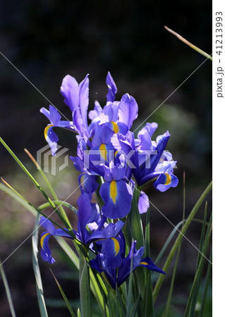 朝のアヤメ 41213993