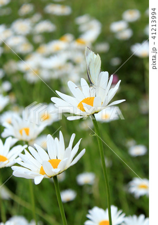 フランスギクとチョウ フランスギクとチョウ 41213994