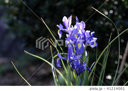朝のアヤメ 41214001