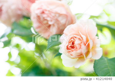 イングリッシュローズ・ウイリアム モリス イングリッシュローズ・ウイリアム モリス 41214040