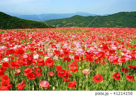 天空のポピー　ポピー畑　花畑 41214256