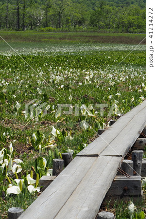 尾瀬ヶ原 41214272