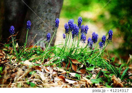 大木の根元に咲く、ムスカリの花 41214317