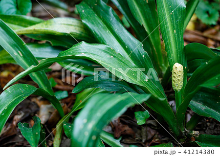 オモト オモト 41214380