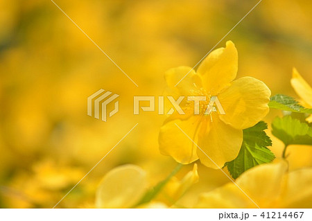 ヤマブキの花の接写 ヤマブキの花の接写 41214467