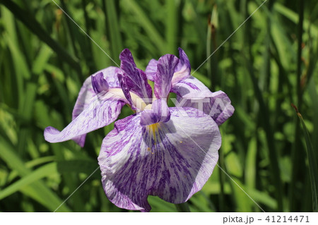 花菖蒲 41214471