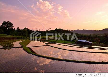 下赤阪の棚田 下赤阪の棚田 41214482