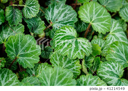 ユキノシタ 41214549