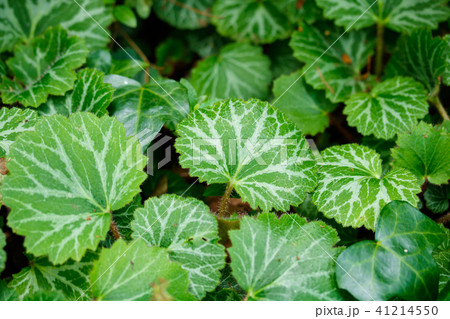 ユキノシタ 41214550