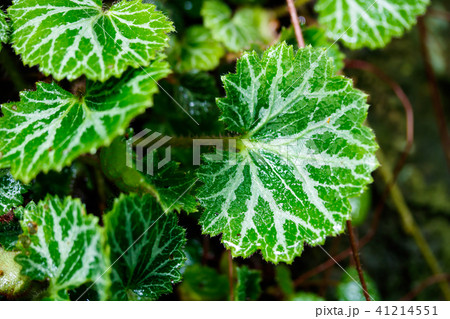 ユキノシタ 41214551