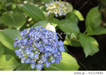 渦紫陽花 渦紫陽花 41214685