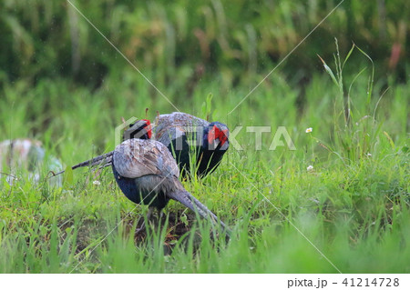 キジのにらみ合い 41214728