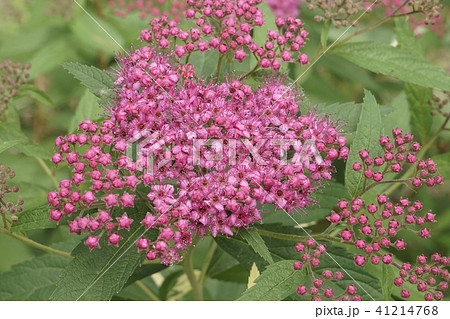 シモツケ 蕾 02 シモツケ 蕾 02 41214768