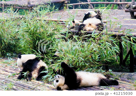 成都パンダ繁育研究基地 41215030